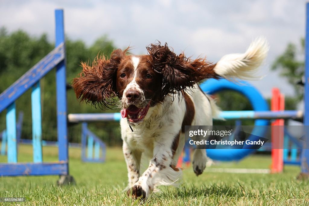 Working type English Springer Spaniel pet gundog