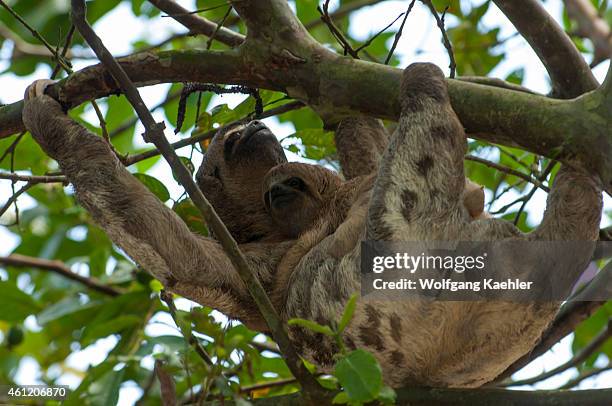 Three-toed sloth carrying a baby in a tree in the rain forest along the Ucayali River in the Peruvian Amazon River basin near Iquitos.