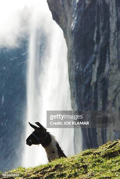 Mario, an eight year-old llama peeks out from an outcrop by the Staubbach Falls in the Swiss town of Lauterbrunnen, 14 January 2004. The Staubbach...