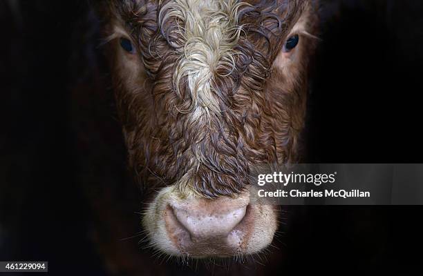 Grass fed yearling bull on Raymond Palmer's beef cattle farm on January 9, 2015 in Lifford, Ireland. Irish beef has been approved for sale in the...