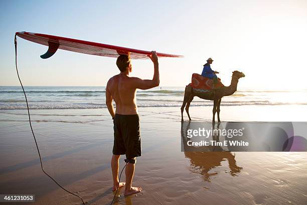 surfer and camel on beach, taghazout, morocco - morrocco bildbanksfoton och bilder