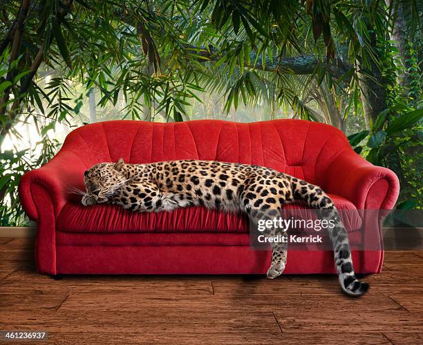 large pussy cat - leopard sleeping - leopard stock pictures, royalty-free photos & images