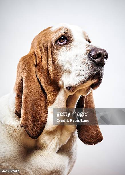 cute basset hound - basset hound stockfoto's en -beelden