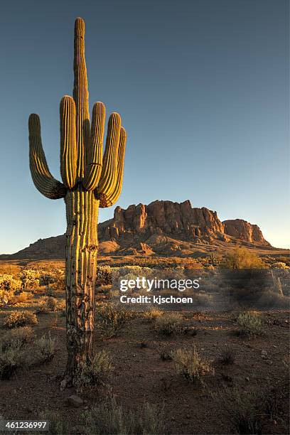 saguaro cactus and superstition mountains - phoenix arizona cactus stock pictures, royalty-free photos & images