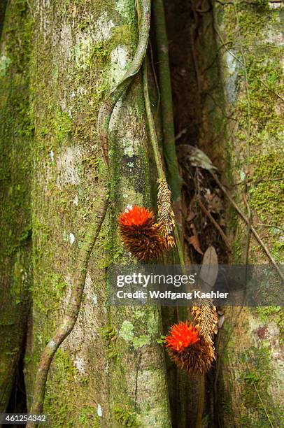 Vine with red flowers on a tree with buttress roots in the rainforest at the Maranon River in the Peruvian Amazon River basin near Iquitos.
