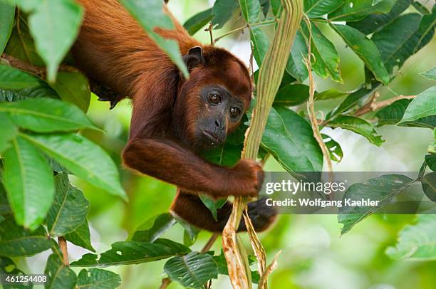 Howler monkey hanging from tree at the Maranon River in the Peruvian Amazon River basin near Iquitos.
