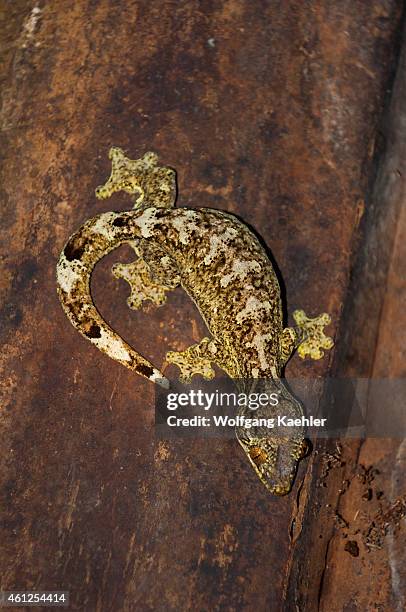 579 Reptiles In The Amazon Rainforest Stock Photos High Res Pictures 579-reptiles-in-the-amazon-rainforest-stock-photos-high-res-pictures