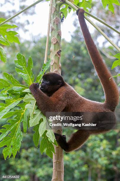 Wooly monkey feeding on leaves at the Maranon River in the Peruvian Amazon River basin near Iquitos.