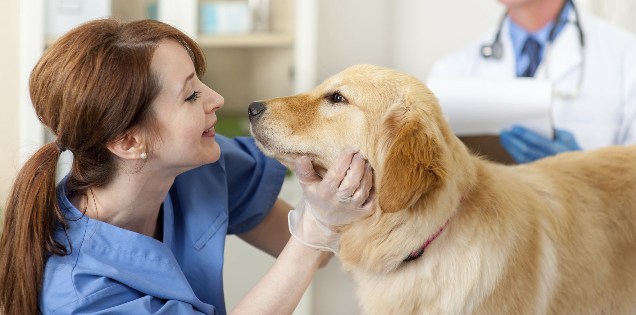 vet visit dog