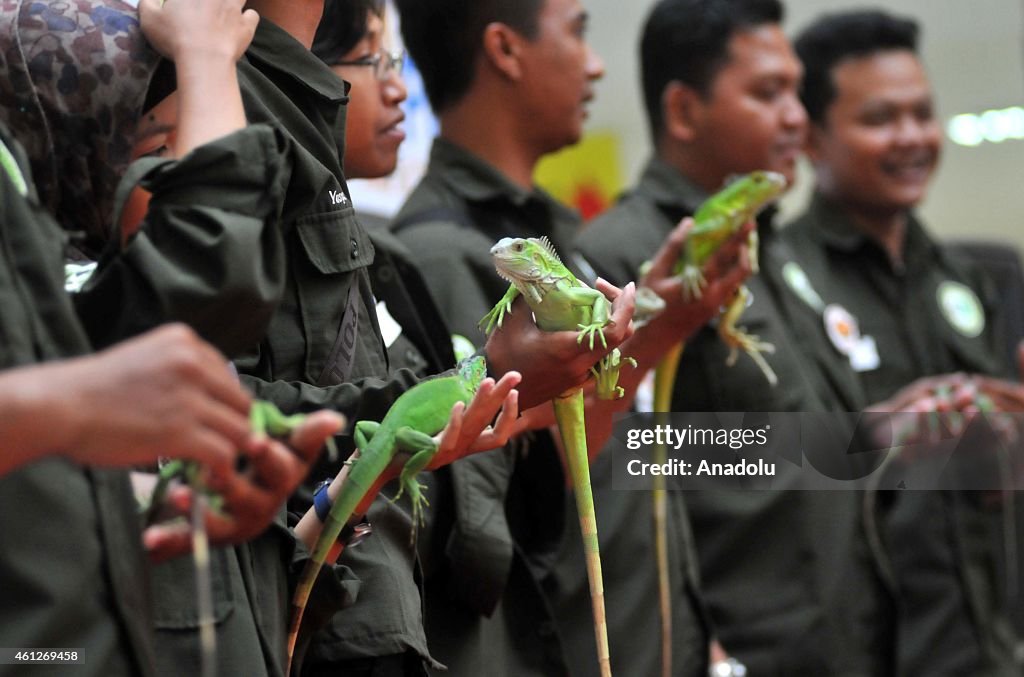 Iguana Contest in Indonesia