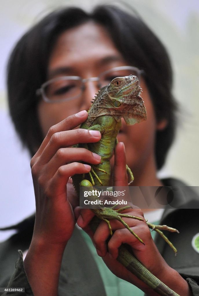 Iguana Contest in Indonesia