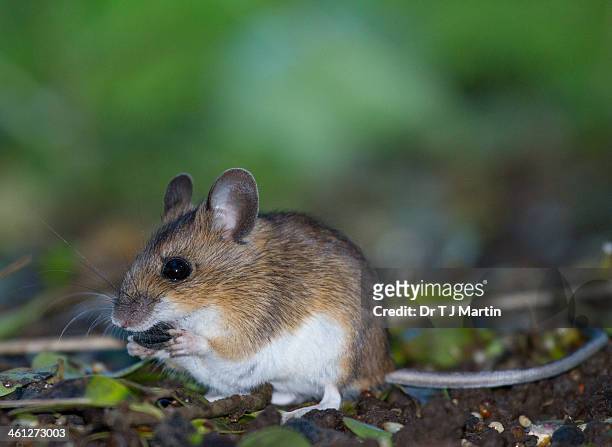 fieldmouse eating sunflower seed - wood mouse stock pictures, royalty-free photos & images