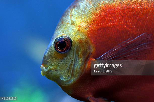 discus fish. - cichlid aquarium stock pictures, royalty-free photos & images