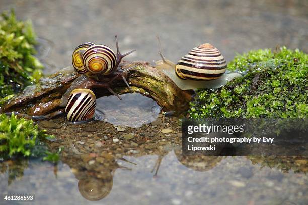 world's busiest bridge - pond snail stock pictures, royalty-free photos & images