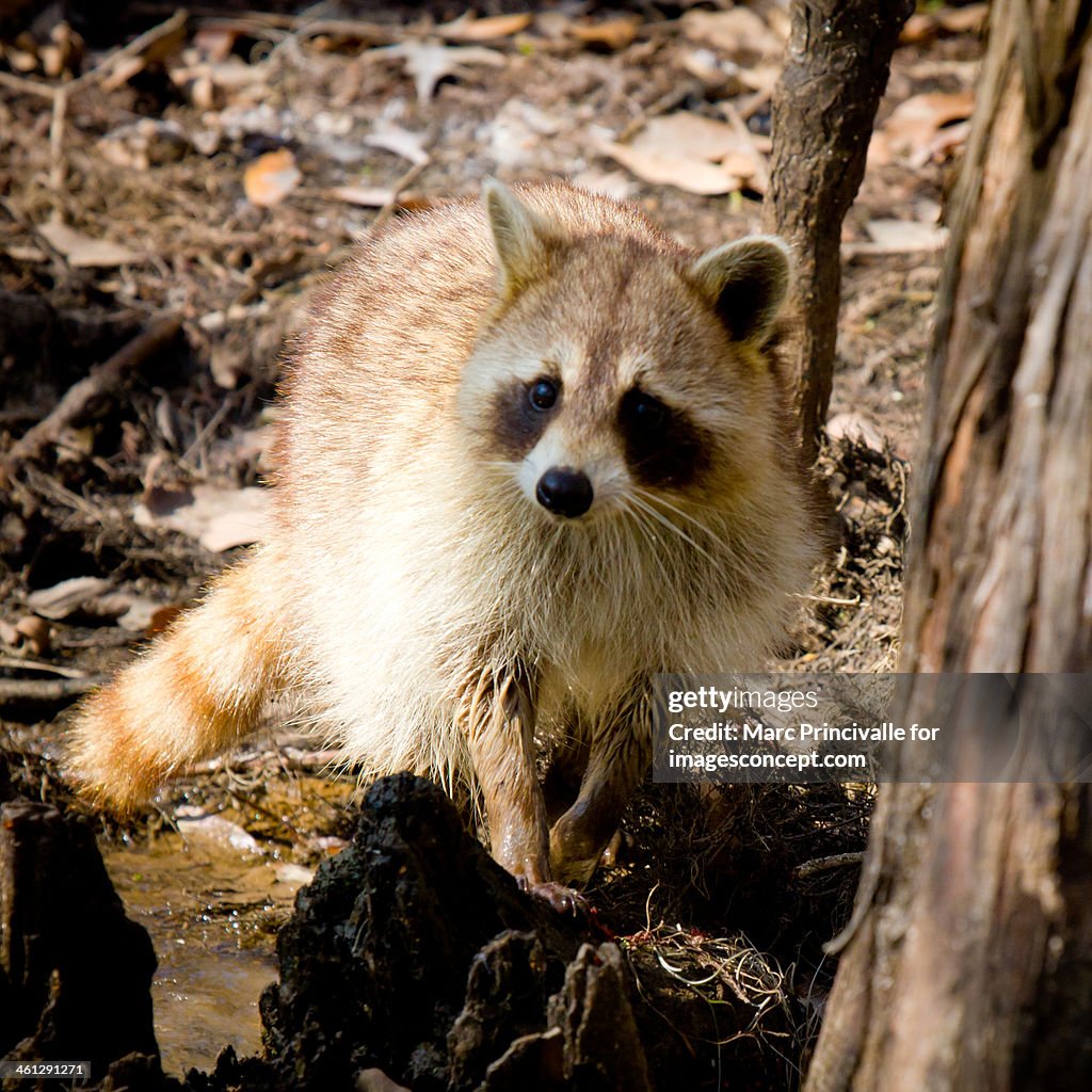 Louisiana raccoon