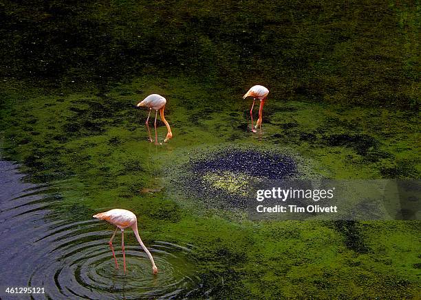 Flamingos...  Puerto Villamil -  Isabella - Galapa