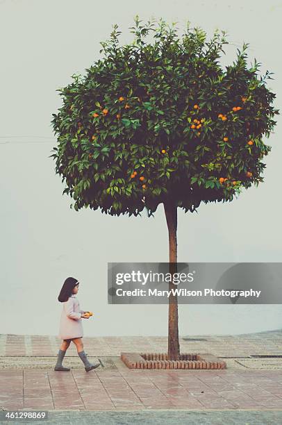 orange tree - orange tree stock pictures, royalty-free photos & images