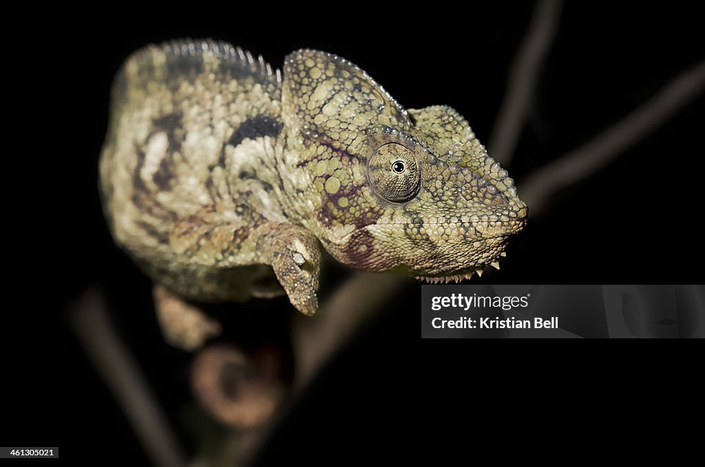Oustalets Chameleon (Furcifer oustaleti)