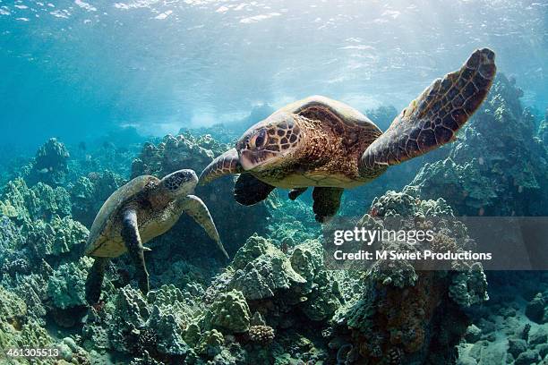 sea turtles - turtle stock pictures, royalty-free photos & images
