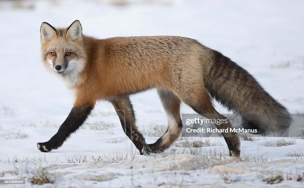 Red fox in snow