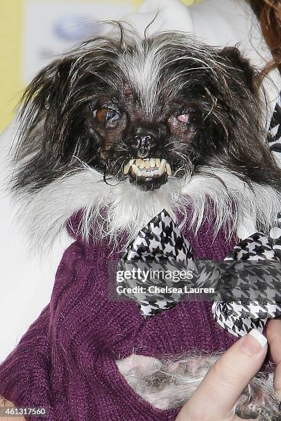 The World's Ugliest Dog, Peanut arrives at The World Dog Awards at Barker Hangar on January 10, 2015 in Santa Monica, California.