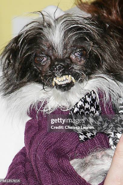 The World's Ugliest Dog, Peanut arrives at The World Dog Awards at Barker Hangar on January 10, 2015 in Santa Monica, California.