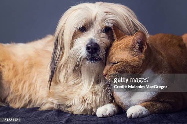 cat and dog in studio - feline stockfoto's en -beelden