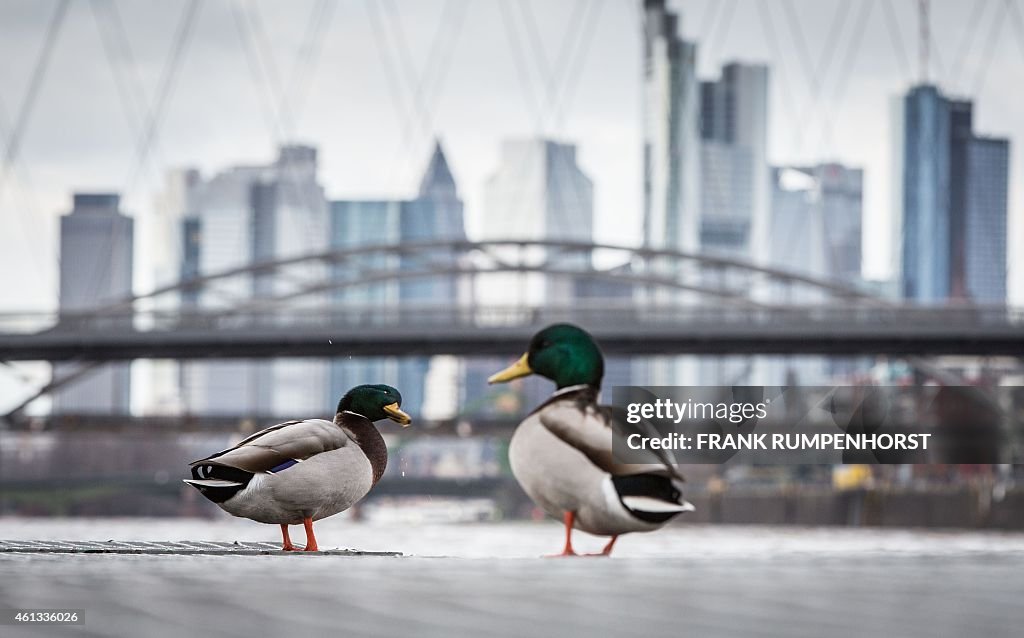 GERMANY-ANIMALS-DUCKS-ARCHITECTURE