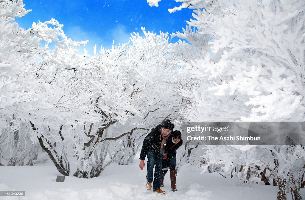 Rime Trees At Summit Of Mt. Gozaisho