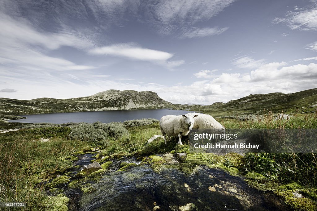 Sheep by a stream and lake in Norway