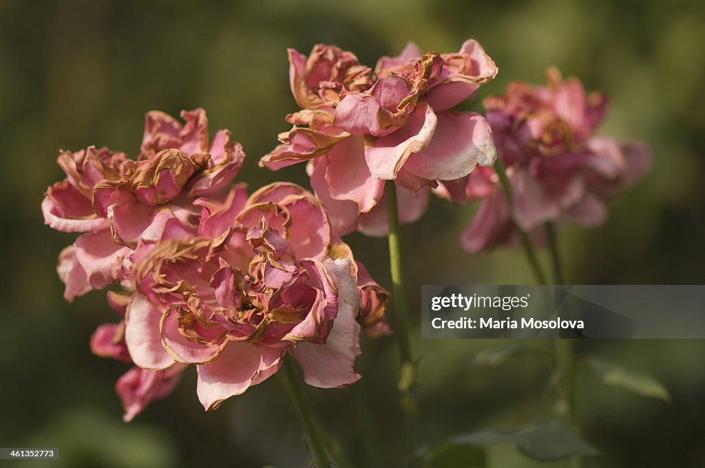 A Group of Sunburned Rose Flowers
