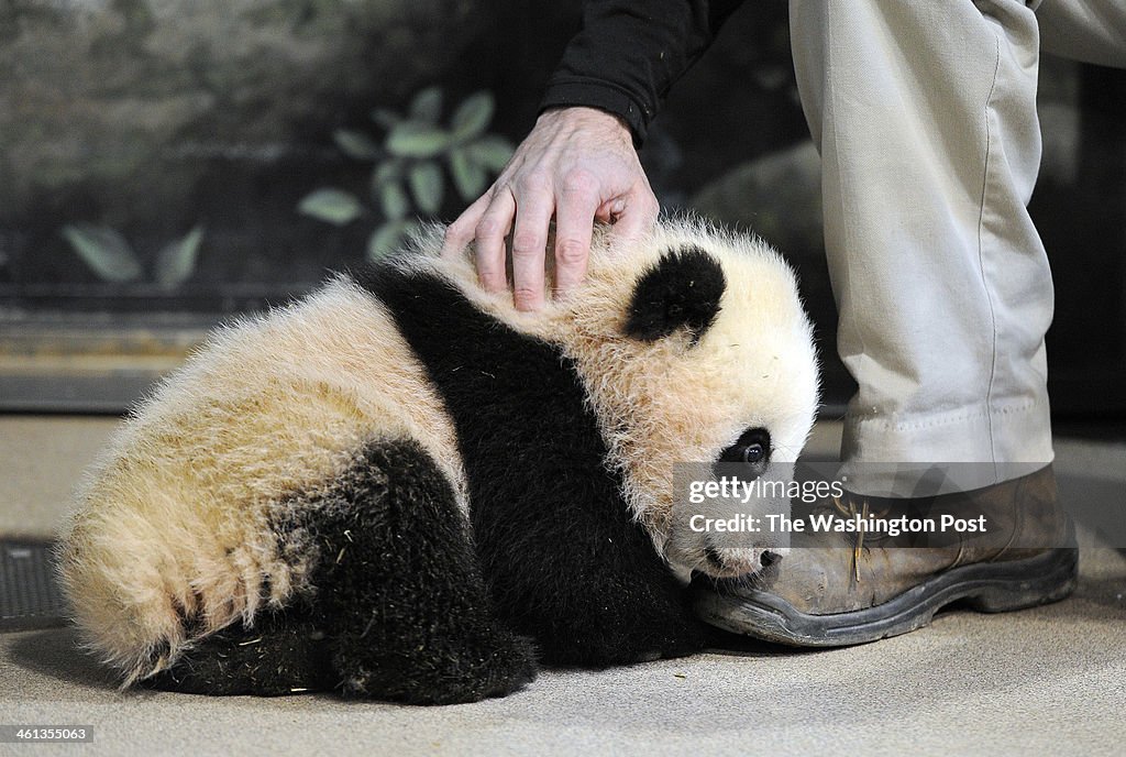 Giant Panda cub, Bao Bao - Washington, DC