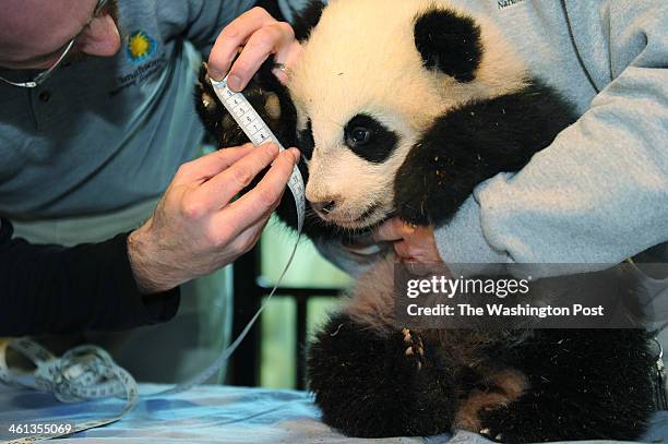 Animal keeper, Marty Dearie, left takes a measurement of giant panda cub, Bao Bao as she is held by biologist, Laurie Thompson during a media...