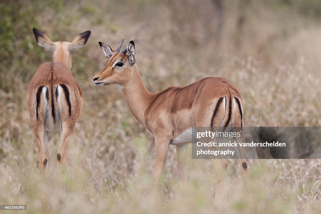 Impalas