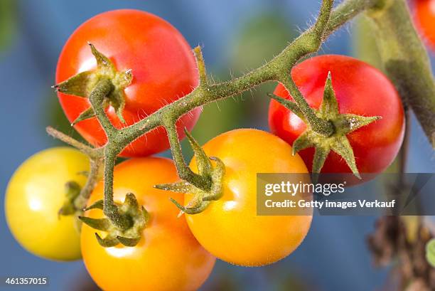 cherry tomatos - rankweil stock pictures, royalty-free photos & images