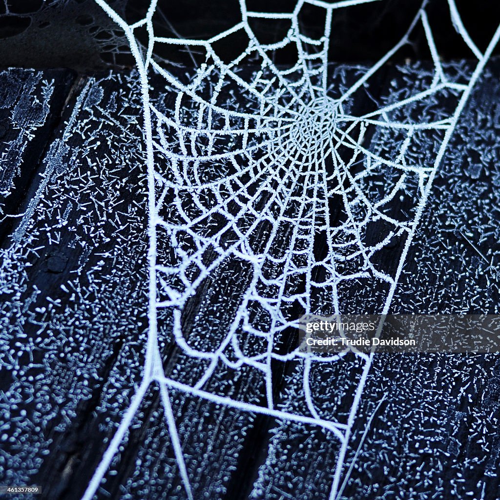 Frosted Web