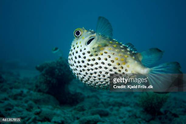 porcupine pufferfish swimming away - puffer fish stock pictures, royalty-free photos & images