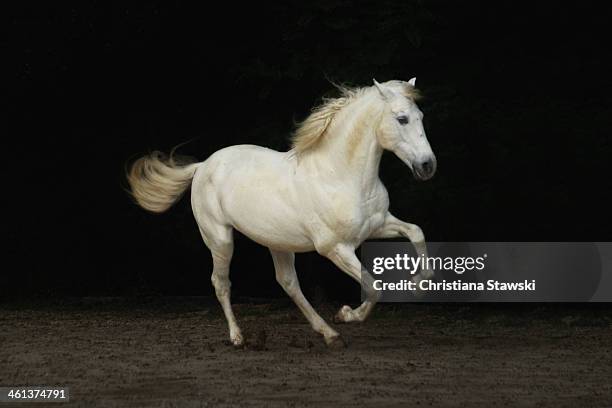 white horse galloping - white horse stock pictures, royalty-free photos & images