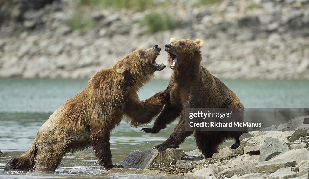 Brown bears fighting.