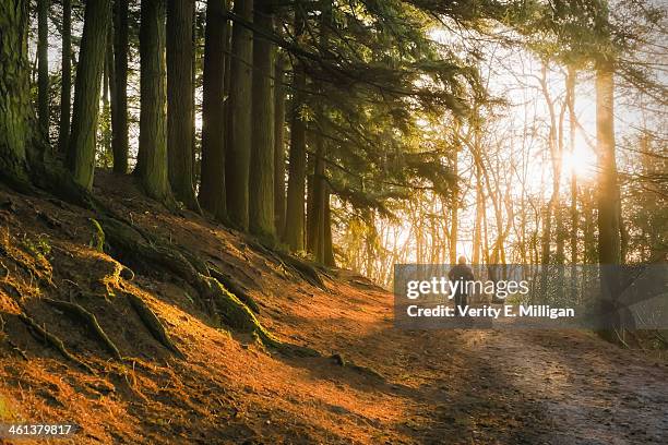 morning light through winter trees - birmingham condado de west midlands fotografías e imágenes de stock