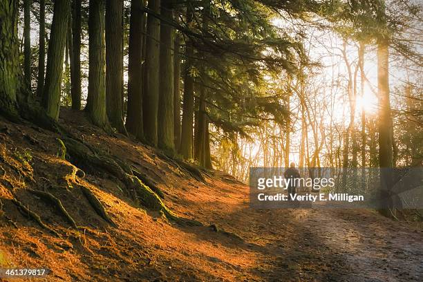 morning light through winter trees - birmingham west midlands stockfoto's en -beelden
