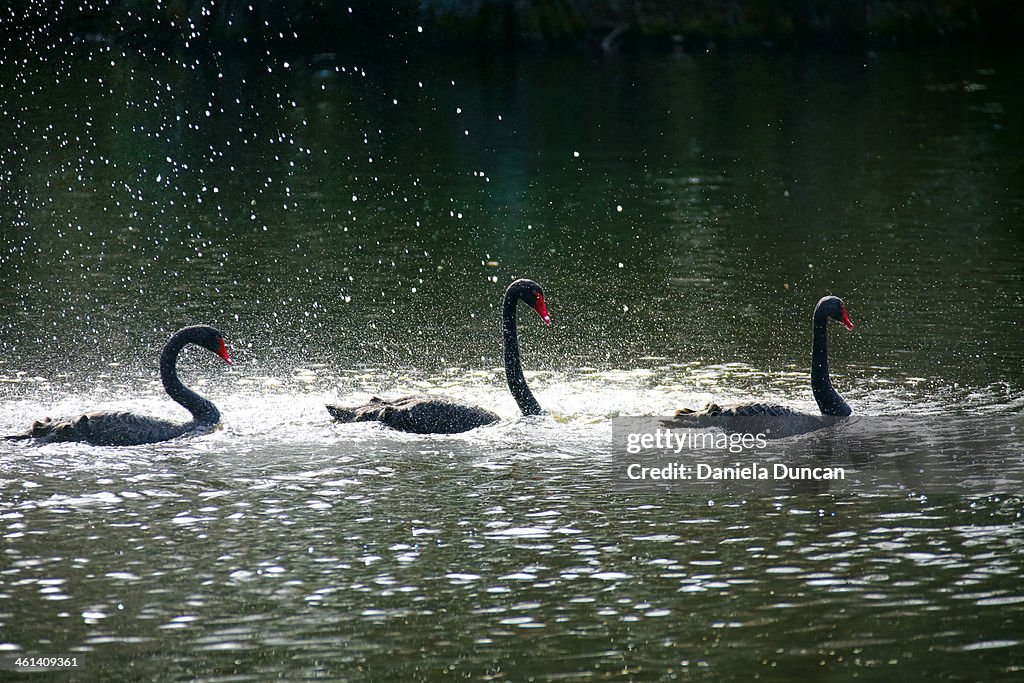 Three Swans