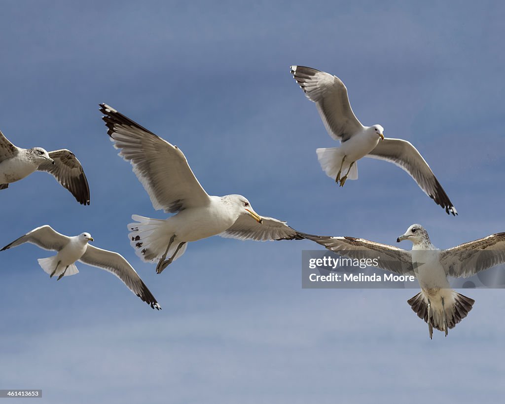 Seagulls Ballet