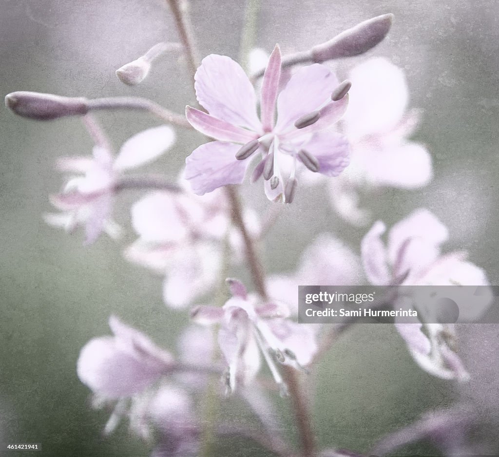 A Fireweed flower on a meadow