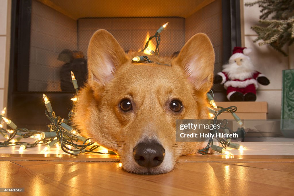 Corgi dog in Christmas lights