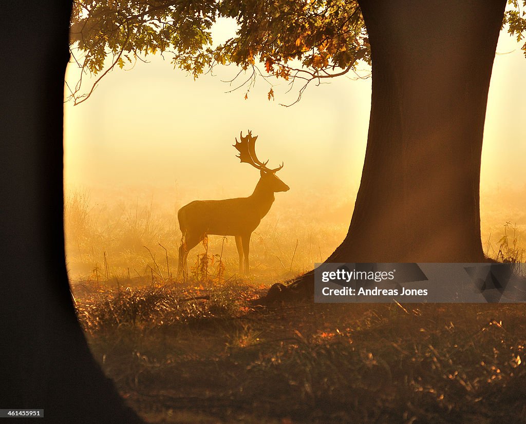 Fallow Deer