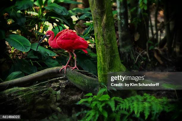 red heron - belem brazil stock-fotos und bilder