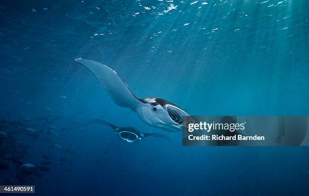 mantas feeding below palau's sun rays - palau stock pictures, royalty-free photos & images