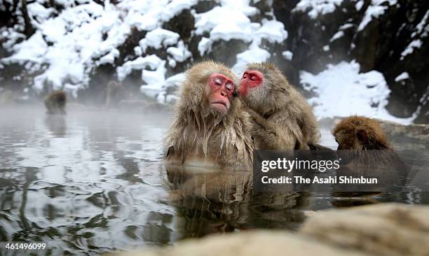 Japanese Macaque monkeys groom each other and relax in a hot spring at the Jigokudani, or Hell's Valley Monkey Park on January 8, 2014 in Yamanouchi,...