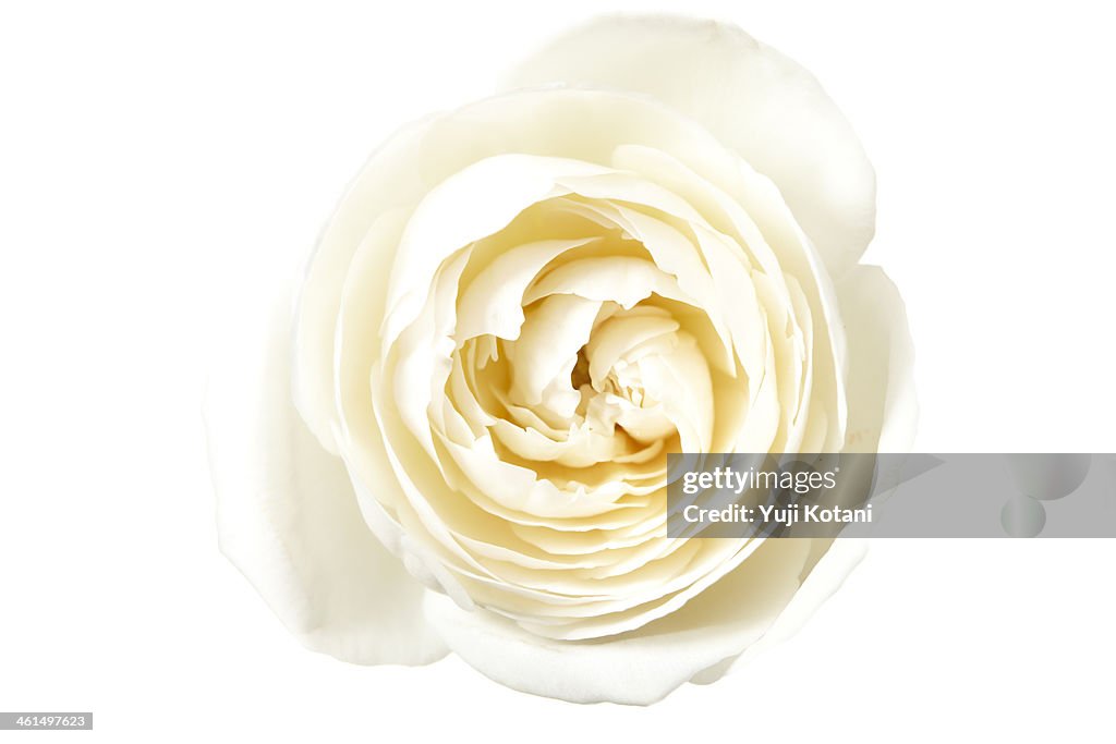 White rose